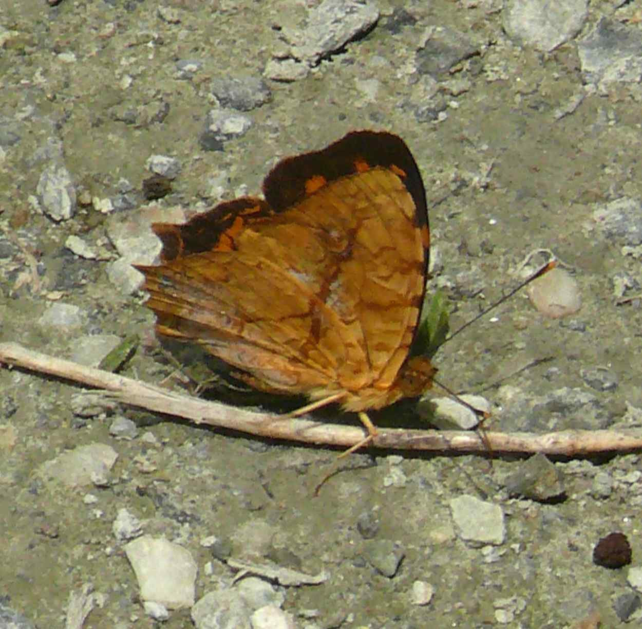 Symbrenthia formosanus Symbrenthia formosanus